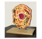 MODEL: ANIMAL CELL