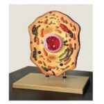 MODEL: ANIMAL CELL
