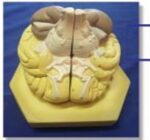 MODEL: BRAIN