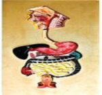 MODEL: DIGESTIVE SYSTEM