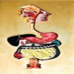 MODEL: DIGESTIVE SYSTEM