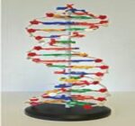 MODEL: DNA STRUCTURE