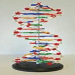 MODEL: DNA STRUCTURE