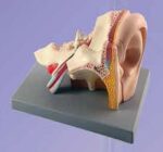 MODEL: EAR