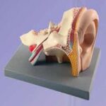 MODEL: EAR