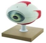 MODEL: EYE