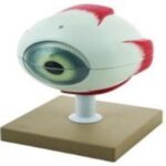 MODEL: EYE