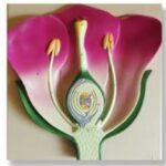 MODEL TYPICAL FLOWER