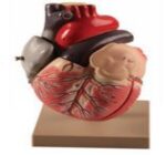 MODEL: HEART