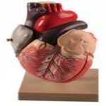 MODEL: HEART