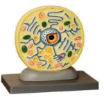 MODEL: PLANT CELL