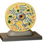 MODEL: PLANT CELL