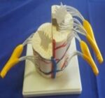 MODEL SPINAL CORD