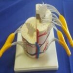 MODEL SPINAL CORD