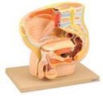 MALE REPRODUCTIVE  MODEL