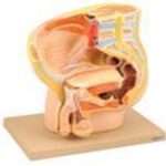 MALE REPRODUCTIVE  MODEL