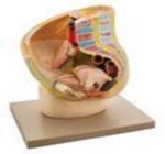 FEMALE REPRODUCTIVE MODEL
