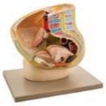 FEMALE REPRODUCTIVE MODEL