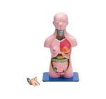 MODEL: TORSO MALE AND FEMALE