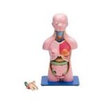 MODEL: TORSO MALE AND FEMALE