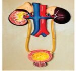 MODEL URINARY SYSTEM