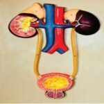 MODEL URINARY SYSTEM
