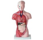 MODEL: TORSO