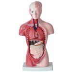 MODEL: TORSO