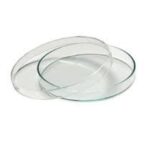 DISH PETRI  GLASS