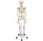 MODEL: SKELETON HUMAN