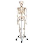 MODEL: SKELETON HUMAN